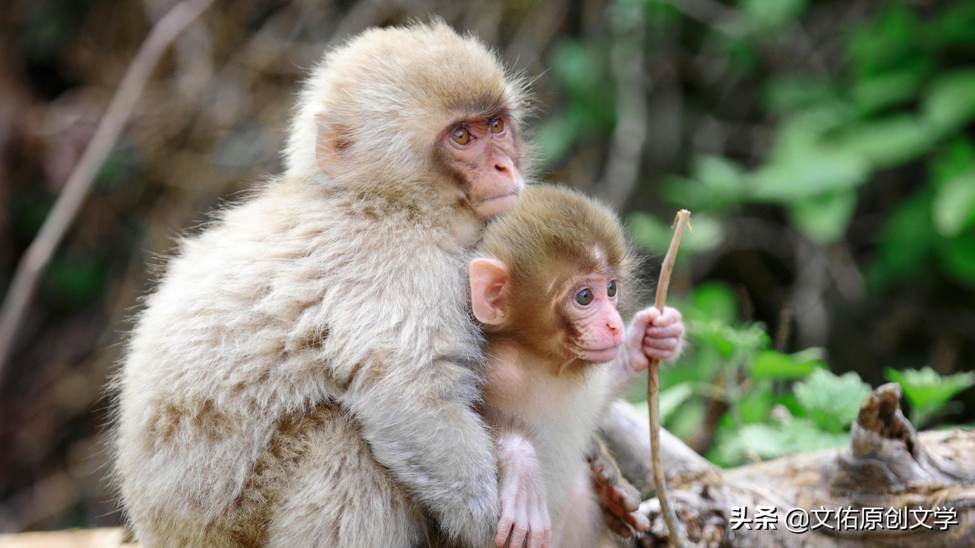 上窜下跳的是什么生肖——上窜下跳是什么生肖动物猜一肖